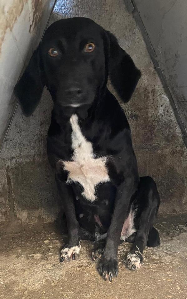 Carlotta 3 Anni Taglia Media